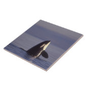 Spyhopping Orca Killer Whale (Orca Orcinus) in der Fliese (Seite)