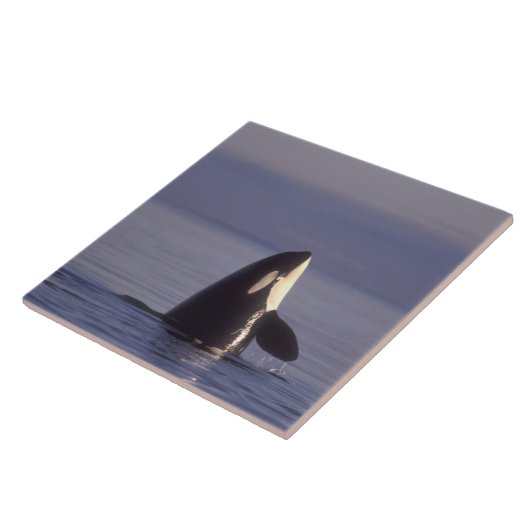 Spyhopping Orca Killer Whale (Orca Orcinus) in der Fliese (Seite)