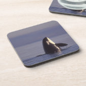 Spyhopping Orca Killer Whale (Orca Orcinus) in der Getränkeuntersetzer (Linke Seite)