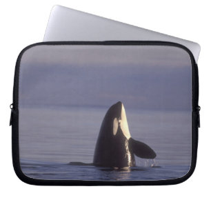 Spyhopping Orca Killer Whale (Orca Orcinus) in der Laptopschutzhülle