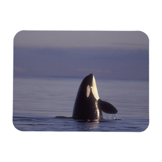 Spyhopping Orca Killer Whale (Orca Orcinus) in der Magnet (Horizontal)