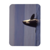 Spyhopping Orca Killer Whale (Orca Orcinus) in der Magnet (Vertikal)