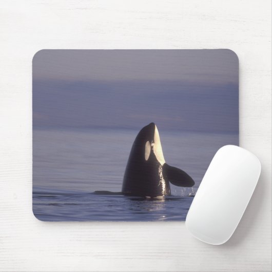 Spyhopping Orca Killer Whale (Orca Orcinus) in der Mousepad (Mit Mouse)