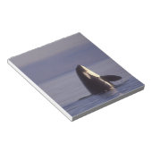 Spyhopping Orca Killer Whale (Orca Orcinus) in der Notizblock (angewinkelt)