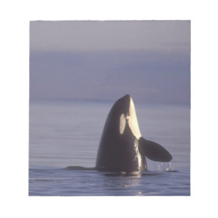 Spyhopping Orca Killer Whale (Orca Orcinus) in der Notizblock