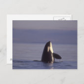 Spyhopping Orca Killer Whale (Orca Orcinus) in der Postkarte (Vorne/Hinten)