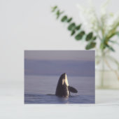 Spyhopping Orca Killer Whale (Orca Orcinus) in der Postkarte (Stehend Vorderseite)