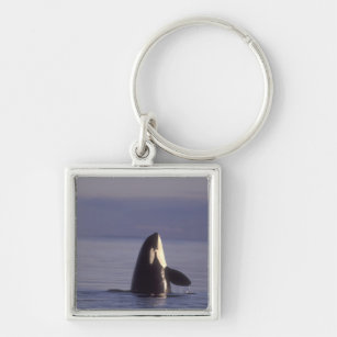 Spyhopping Orca Killer Whale (Orca Orcinus) in der Schlüsselanhänger