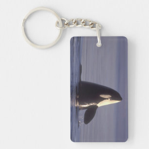 Spyhopping Orca Schwertwal (Orca orcinus) in der N Schlüsselanhänger