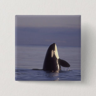 Spyhopping Orca Schwertwal (Orca orcinus) nahe Button
