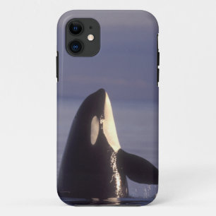 Spyhopping Orca Schwertwal (Orca orcinus) nahe iPhone 11 Hülle