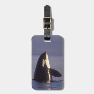 Spyhopping Orca Schwertwal (Orca orcinus) nahe Gepäckanhänger