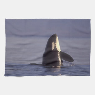 Spyhopping Orca Schwertwal (Orca orcinus) nahe Geschirrtuch