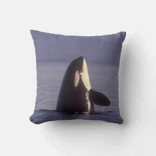 Spyhopping Orca Schwertwal (Orca orcinus) nahe Kissen