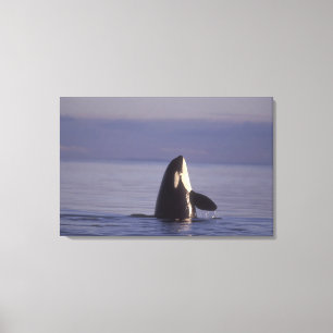 Spyhopping Orca Schwertwal (Orca orcinus) nahe Leinwanddruck