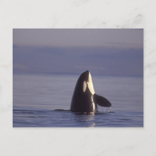 Spyhopping Orca Schwertwal (Orca orcinus) nahe Postkarte