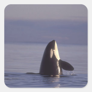 Spyhopping Orca Schwertwal (Orca orcinus) nahe Quadratischer Aufkleber