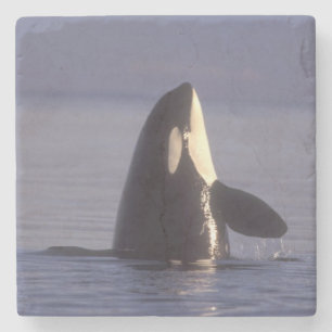 Spyhopping Orca Schwertwal (Orca orcinus) nahe Steinuntersetzer