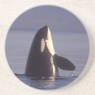 Spyhopping Orca Schwertwal (Orca orcinus) nahe Untersetzer