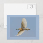 Squacco Reiher Postkarte (Vorne/Hinten)