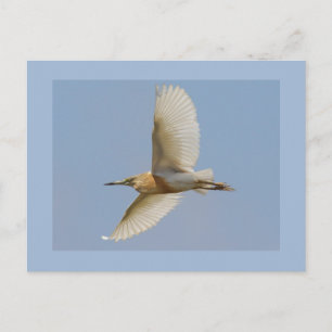 Squacco Reiher Postkarte