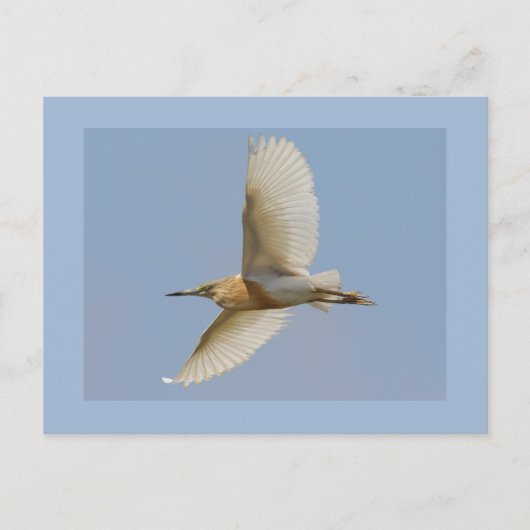 Squacco Reiher Postkarte (Vorderseite)