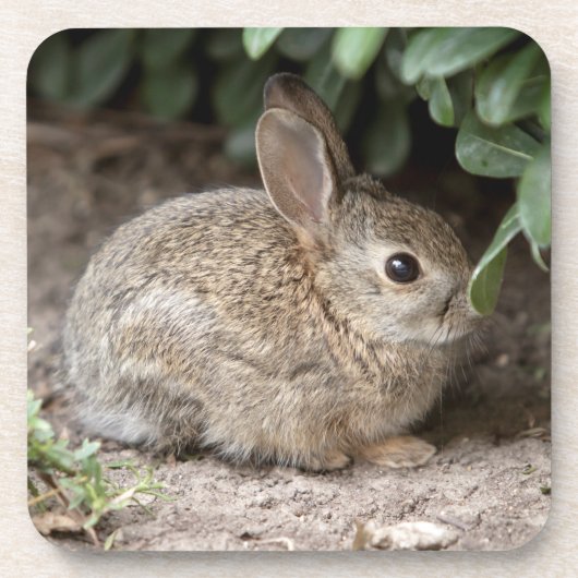 Square Bunny Getränkeuntersetzer (Vorderseite)