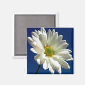 Square Daisy Magnet (Vorderseite/Rückseite)