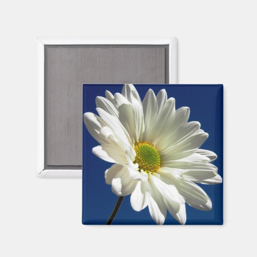 Square Daisy Magnet (Vorderseite/Rückseite)