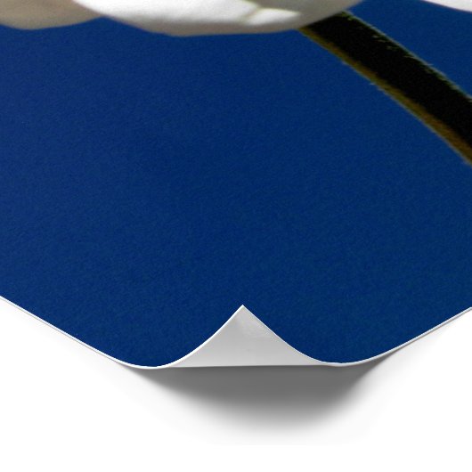 Square Daisy Poster (Ecke)