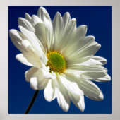 Square Daisy Poster (Vorne)