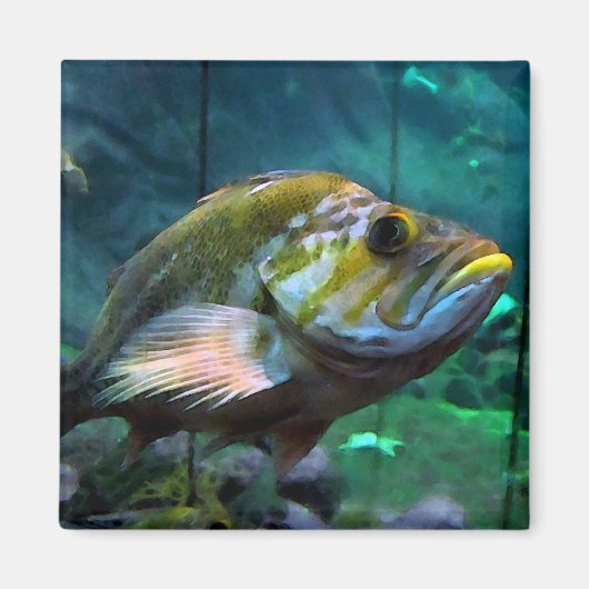 Square Fish Magnet (Vorne)