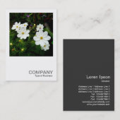 Square Foto 0159 - White Cosmos Blume Visitenkarte (Vorne/Hinten)