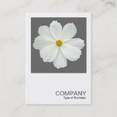 Square Foto 0162 - Kosmos-Blume auf Grau Visitenkarte (Vorderseite)