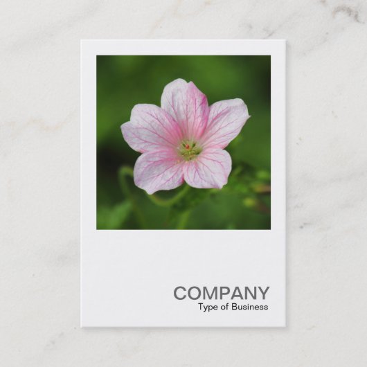 Square Foto 0419 - Geranium Visitenkarte (Vorderseite)