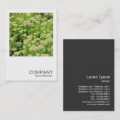 Square Foto 0426 - Sedum (Herbstfreude) Visitenkarte (Vorne/Hinten)