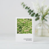 Square Foto 0426 - Sedum (Herbstfreude) Visitenkarte (Stehend Vorderseite)