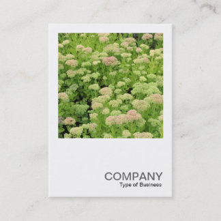 Square Foto 0426 - Sedum (Herbstfreude) Visitenkarte