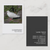Square Foto 0452 - White Pigeon Visitenkarte (Vorne/Hinten)