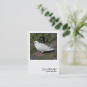 Square Foto 0452 - White Pigeon Visitenkarte (Stehend Vorderseite)