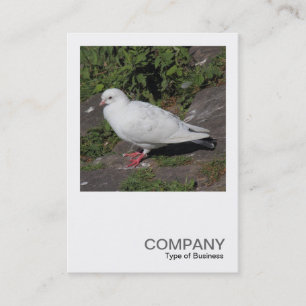 Square Foto 0452 - White Pigeon Visitenkarte