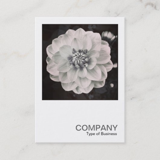 Square Foto 0460 - Chrysanthemum Visitenkarte (Vorderseite)