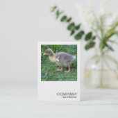 Square Foto 0473 - Gosling Visitenkarte (Stehend Vorderseite)