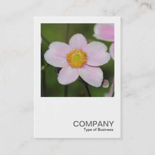 Square Foto 0489 - Pink Anemone Visitenkarte (Vorderseite)