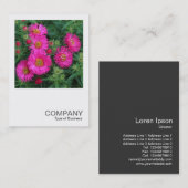 Square Foto 0492 - Michaelmas Daisies Visitenkarte (Vorne/Hinten)