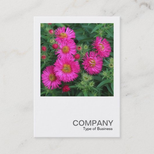Square Foto 0492 - Michaelmas Daisies Visitenkarte (Vorderseite)