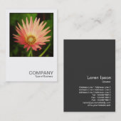 Square Foto 0506 - African Daisy Visitenkarte (Vorne/Hinten)