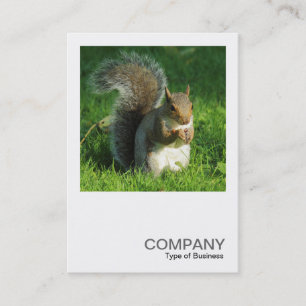 Square Foto 0552 - Gray Squirrel Eating Nuts Visitenkarte