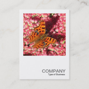 Square Foto 0553 - Comma Butterfly on Sedum Visitenkarte