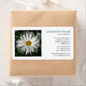 Square Foto - Candytuft Daisy (Insitu)